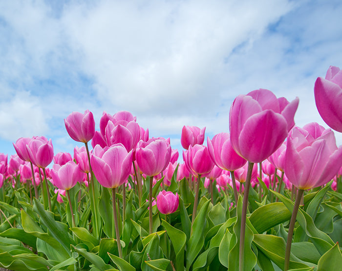 IMPRESSIVE WALL DECALS, REMOVABLE WALL STICKERS, WALL DECOR