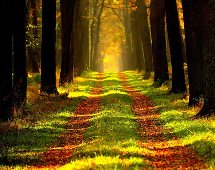 IMPRESSIVE WALL DECALS, REMOVABLE WALL STICKERS, WALL DECOR