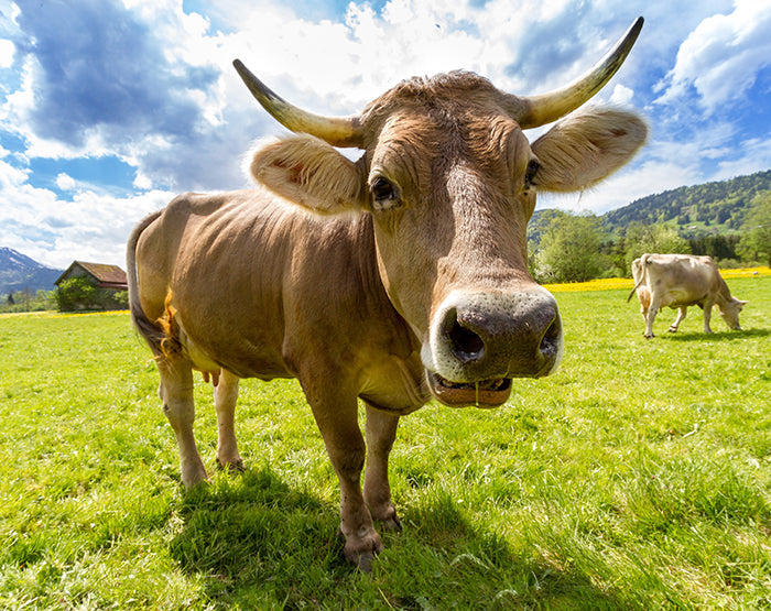 IMPRESSIVE WALL DECALS, REMOVABLE WALL STICKERS, WALL DECOR