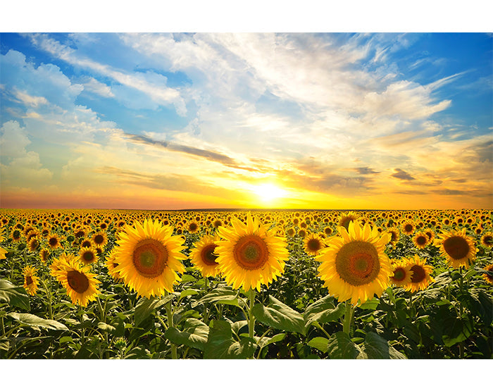 IMPRESSIVE WALL DECALS, REMOVABLE WALL STICKERS, WALL DECOR