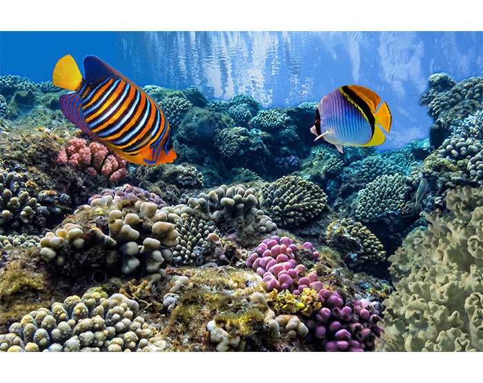 IMPRESSIVE WALL DECALS, REMOVABLE WALL STICKERS, WALL DECOR