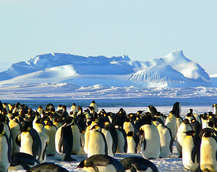 IMPRESSIVE WALL DECALS, REMOVABLE WALL STICKERS, WALL DECOR