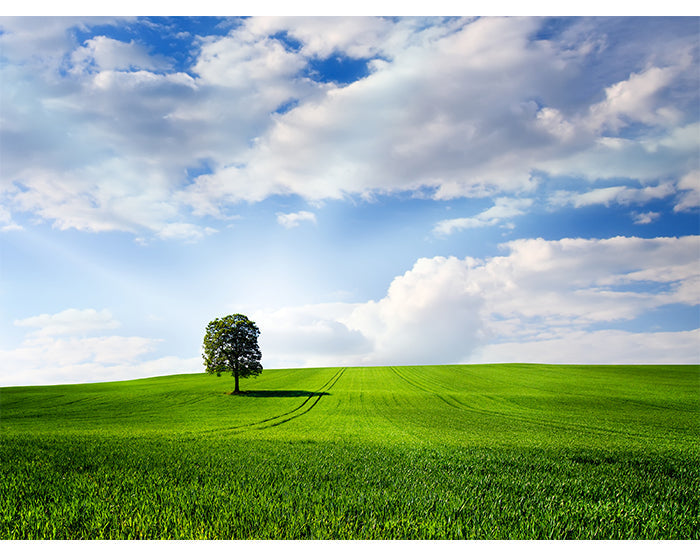 IMPRESSIVE WALL DECALS, REMOVABLE WALL STICKERS, WALL DECOR