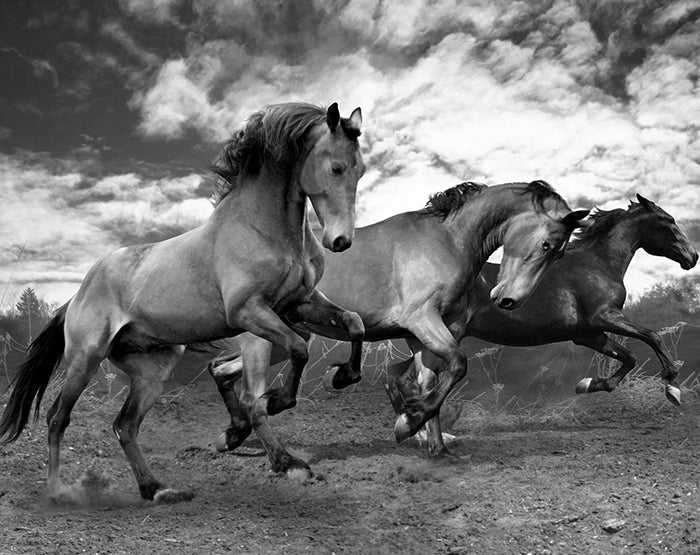 IMPRESSIVE WALL DECALS, REMOVABLE WALL STICKERS, WALL DECOR