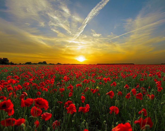 IMPRESSIVE WALL DECALS, REMOVABLE WALL STICKERS, WALL DECOR