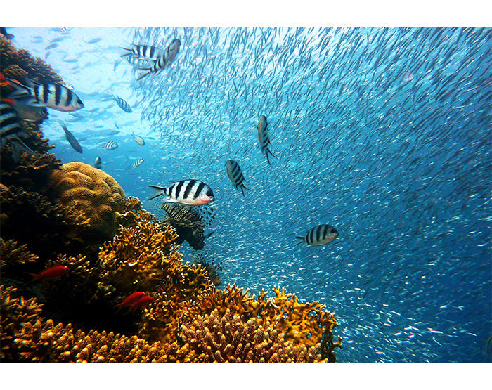 IMPRESSIVE WALL DECALS, REMOVABLE WALL STICKERS, WALL DECOR