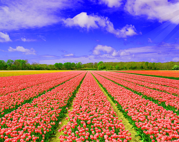 IMPRESSIVE WALL DECALS, REMOVABLE WALL STICKERS, WALL DECOR